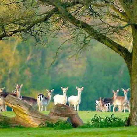 New Forest Retreat Shorefield Country Park Lymington Exteriör bild