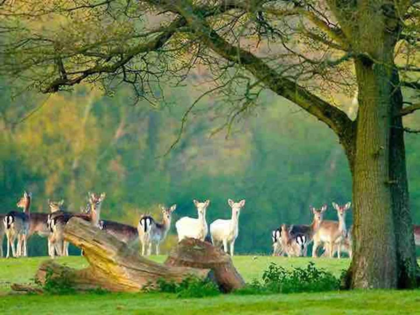 New Forest Retreat Shorefield Country Park Lymington Exteriör bild